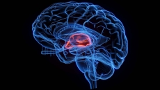 Illustration of a brain Illustration of a brain