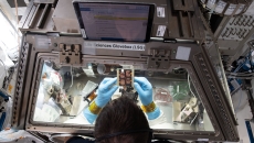 Photo: Courtesy of NASA Astronaut looking at scientific paraphernalia