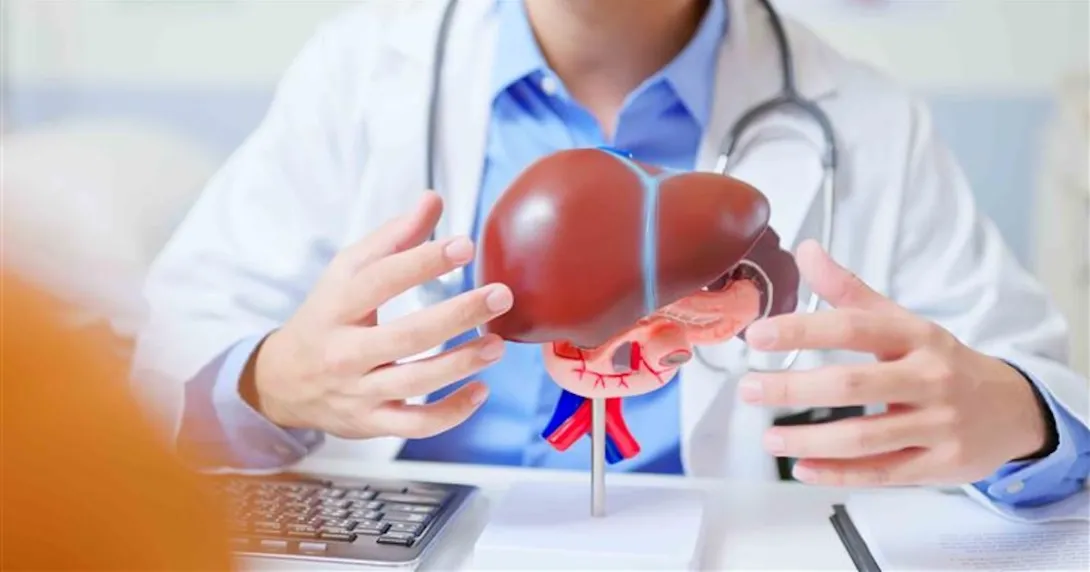 Doctor sitting down and holding a model of a liver Doctor sitting down and holding a model of a liver