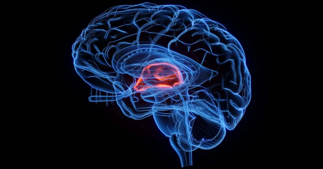 Illustration of a brain Illustration of a brain