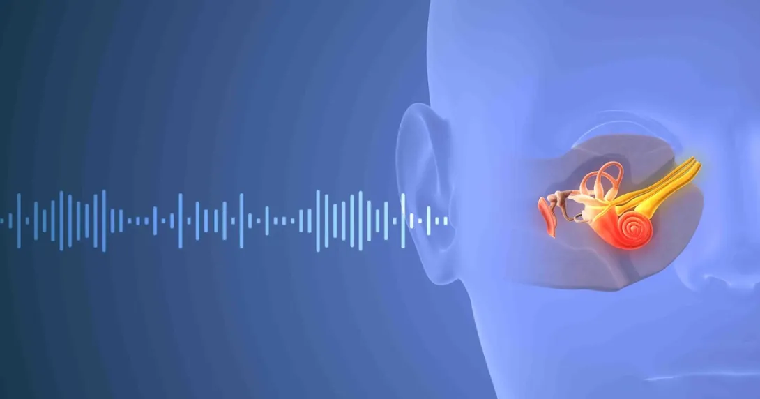 Depiction of a sound wave traveling through a human ear Depiction of a sound wave traveling through a human ear